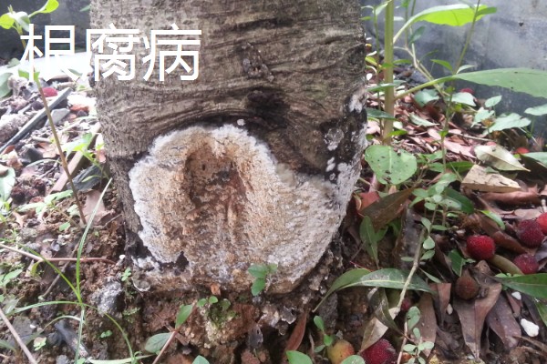 杨梅的常见病虫害及防治方法，常见的有褐斑病、癌肿病等