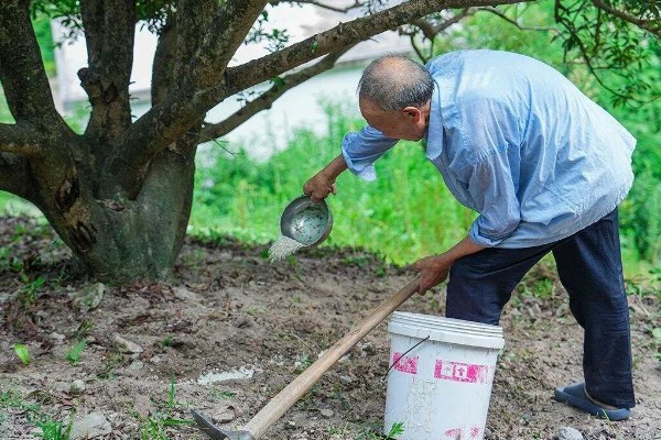 杨梅的常见病虫害及防治方法，常见的有褐斑病、癌肿病等