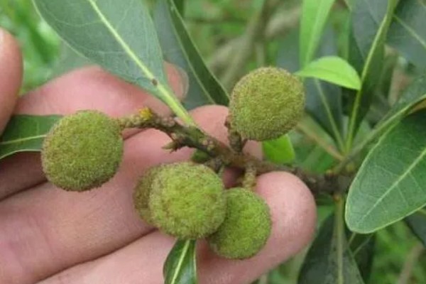 杨梅的常见病虫害及防治方法，常见的有褐斑病、癌肿病等