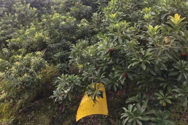 杨梅的常见病虫害及防治方法，常见的有褐斑病、癌肿病等