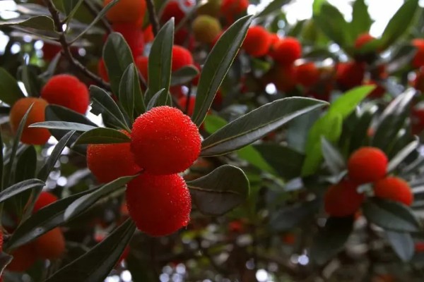 杨梅的常见病虫害及防治方法，常见的有褐斑病、癌肿病等