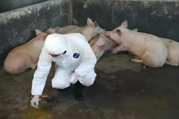 猪非瘟的潜伏期，潜伏期为4-16天左右