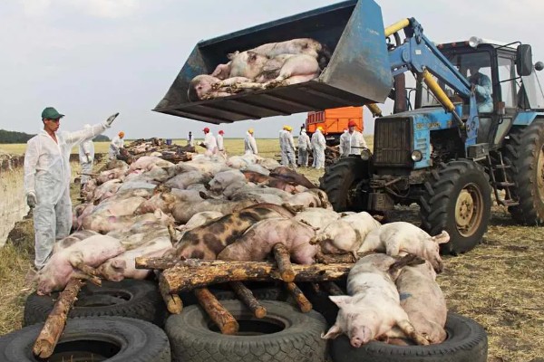 猪非瘟的潜伏期，潜伏期为4-16天左右