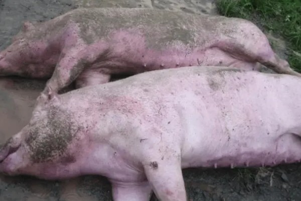 猪非瘟的潜伏期，潜伏期为4-16天左右