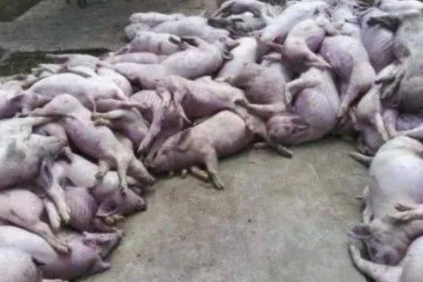 猪非瘟的潜伏期，潜伏期为4-16天左右