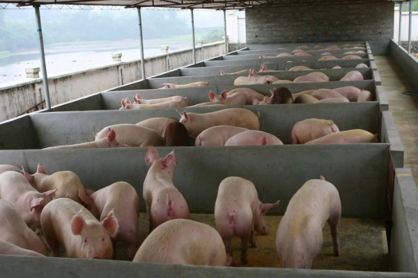猪非瘟的潜伏期，潜伏期为4-16天左右