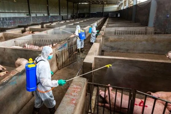 猪非瘟的潜伏期，潜伏期为4-16天左右