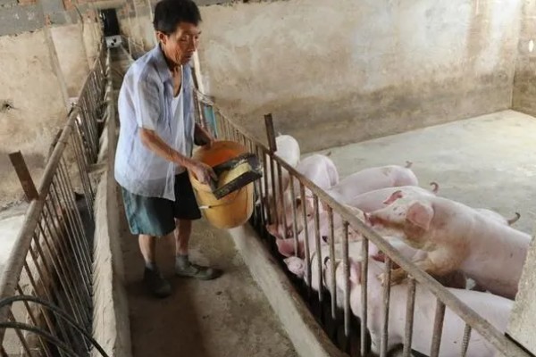 猪非瘟的潜伏期，潜伏期为4-16天左右