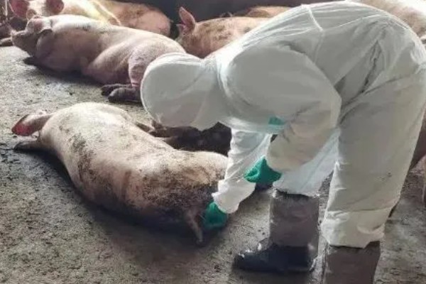 猪非瘟的潜伏期，潜伏期为4-16天左右