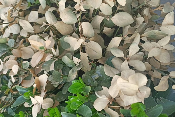 冬青移栽后叶片为什么会枯萎,可能是根系受损、水分不足等缘故造成