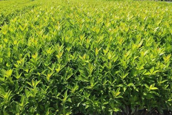 冬青移栽后叶片为什么会枯萎,可能是根系受损、水分不足等缘故造成