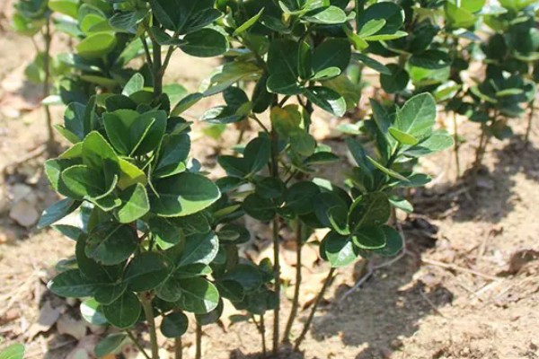 冬青移栽后叶片为什么会枯萎,可能是根系受损、水分不足等缘故造成