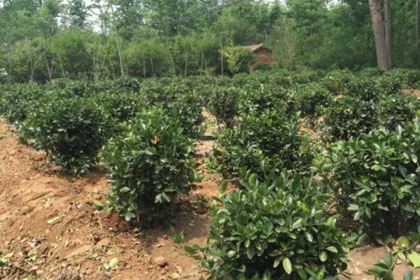 冬青移栽后叶片为什么会枯萎,可能是根系受损、水分不足等缘故造成