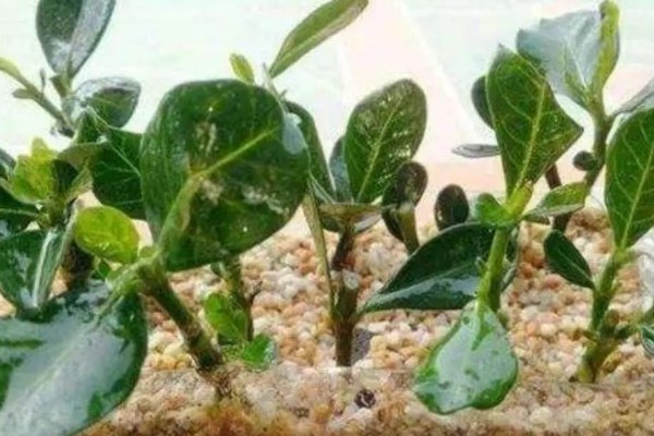 冬青移栽后叶片为什么会枯萎,可能是根系受损、水分不足等缘故造成