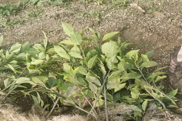 冬青移栽后叶片为什么会枯萎,可能是根系受损、水分不足等缘故造成