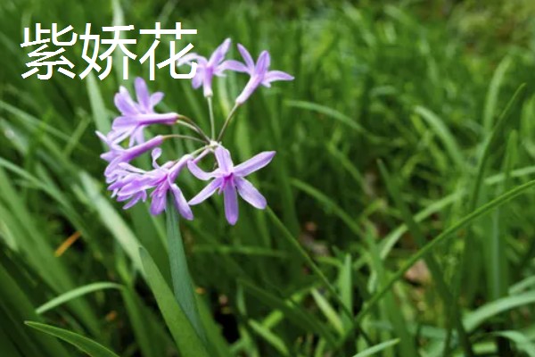 紫娇花和韭菜的区别是什么,科属和形状不同