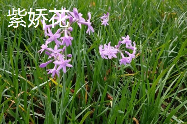 紫娇花和韭菜的区别是什么,科属和形状不同