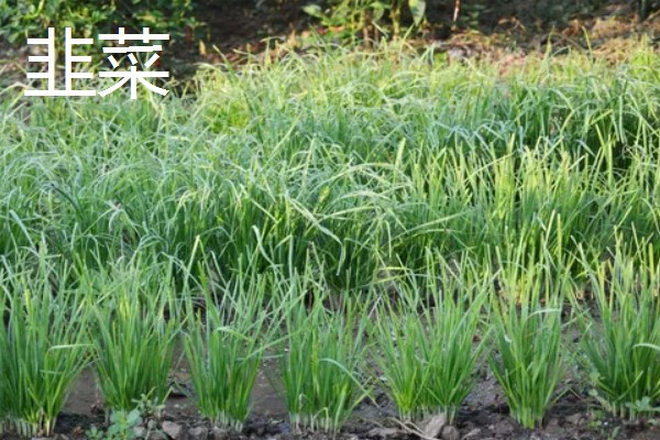 紫娇花和韭菜的区别是什么,科属和形状不同