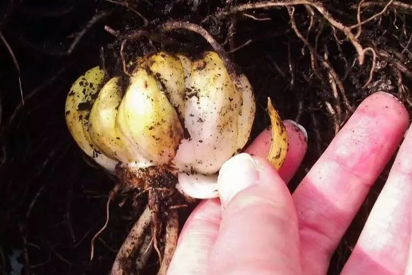 紫娇花和韭菜的区别是什么,科属和形状不同