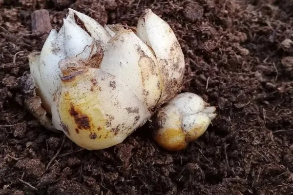 紫娇花和韭菜的区别是什么,科属和形状不同