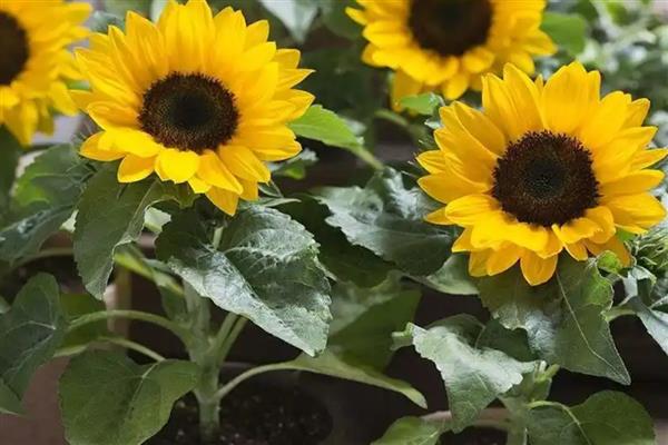 矮向日葵会不会结籽，矮向日葵会结籽