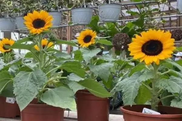 矮向日葵会不会结籽，矮向日葵会结籽