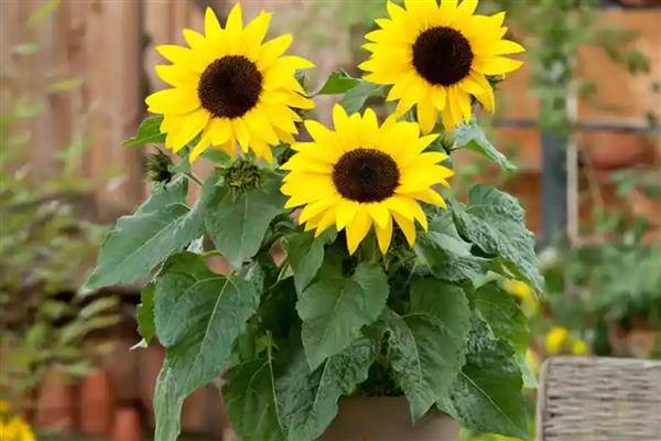 矮向日葵会不会结籽，矮向日葵会结籽