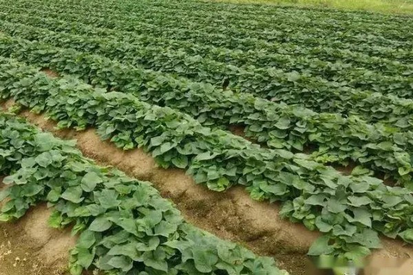 种植20亩红薯的利润，大概能达到8万元左右