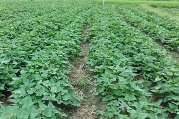 种植20亩红薯的利润，大概能达到8万元左右