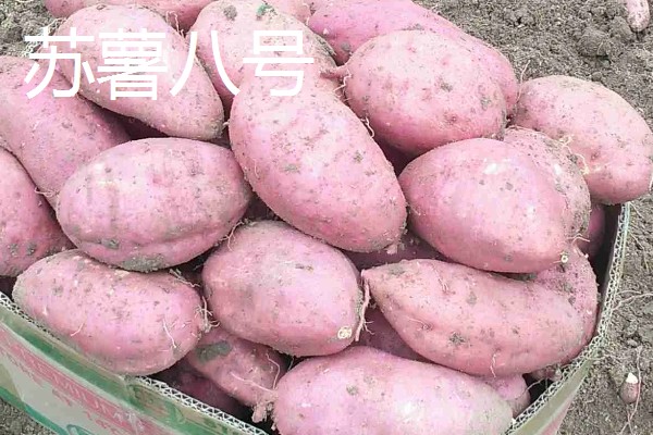 种植20亩红薯的利润，大概能达到8万元左右