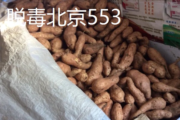 种植20亩红薯的利润，大概能达到8万元左右