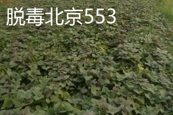 种植20亩红薯的利润，大概能达到8万元左右