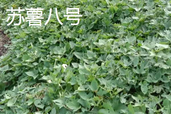 种植20亩红薯的利润，大概能达到8万元左右