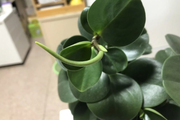 豆瓣绿开花的外形，花苞片近似圆形