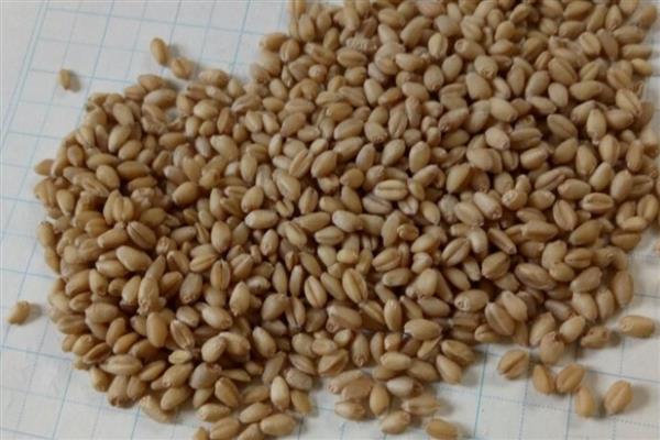 高产小麦品种，推荐淮麦32、科农1006等