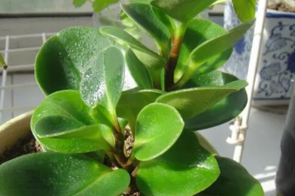 豆瓣绿开花的外形，花苞片近似圆形