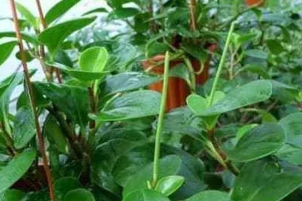 豆瓣绿开花的外形，花苞片近似圆形