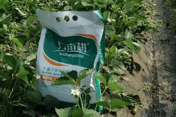 草莓地能连续种植几年，一般连续种植三年