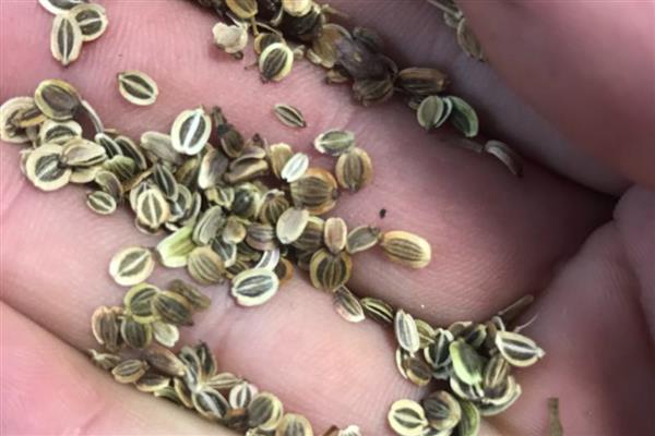 白花前胡种子的育苗方式，可种子繁殖、育苗移栽或直播