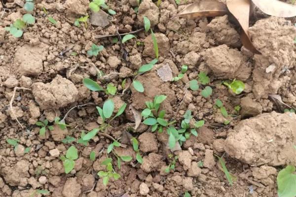 白花前胡种子的育苗方式，可种子繁殖、育苗移栽或直播