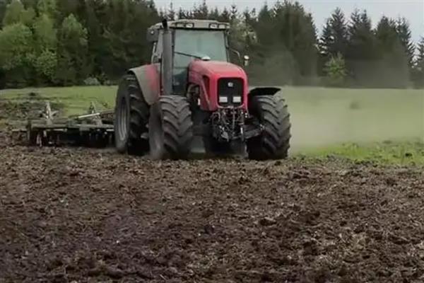 白花前胡种子的育苗方式，可种子繁殖、育苗移栽或直播