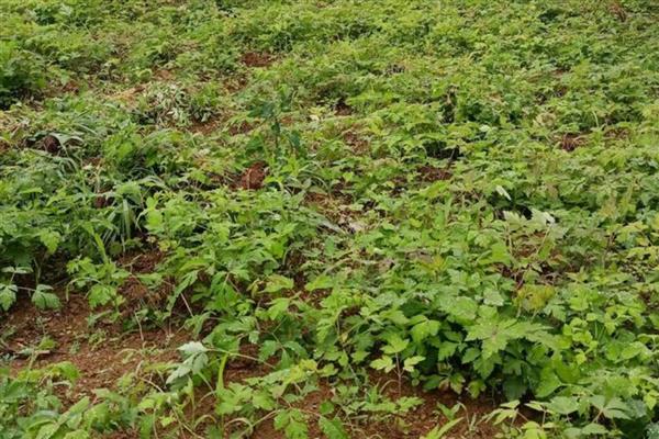 白花前胡种子的育苗方式，可种子繁殖、育苗移栽或直播