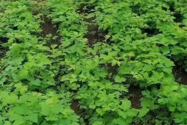 白花前胡种子的育苗方式，可种子繁殖、育苗移栽或直播