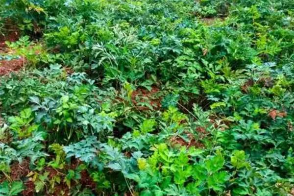 白花前胡种子的育苗方式，可种子繁殖、育苗移栽或直播