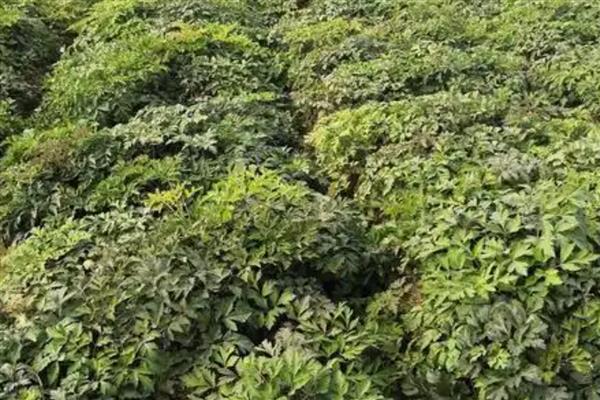 白花前胡种子的育苗方式，可种子繁殖、育苗移栽或直播