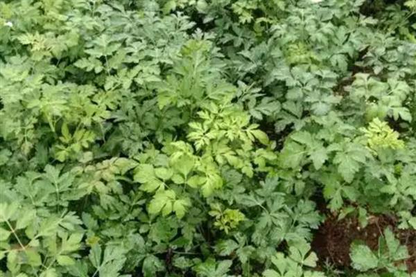 白花前胡种子的育苗方式，可种子繁殖、育苗移栽或直播