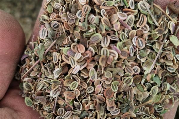 白花前胡种子的育苗方式，可种子繁殖、育苗移栽或直播