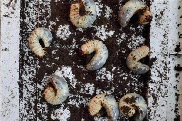 独角仙幼虫是不是地老虎,独角仙幼虫不是地老虎