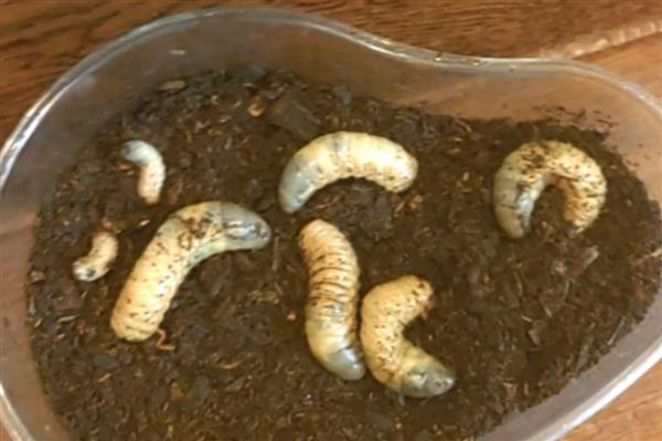 独角仙幼虫是不是地老虎,独角仙幼虫不是地老虎