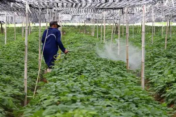 独角仙幼虫是不是地老虎,独角仙幼虫不是地老虎